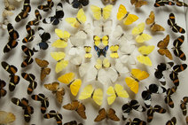 Mariposas