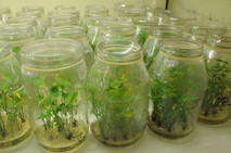 Plantas en laboratorio