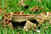 Serpientes de Costa Rica