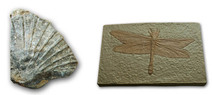 Fósiles geología