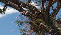 Laelia rubescens 