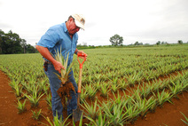 Cultivo de piña