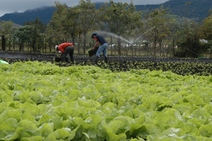  cultivos