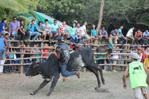 Monta de toros