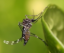 mosquito del dengue