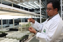 Centro de Investigaciones Agronómicas