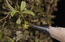 Orquídea más pequeña de Centroamérica
