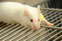 ratón de laboratorio