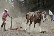 Campesino