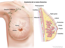 Anatomía de la mama
