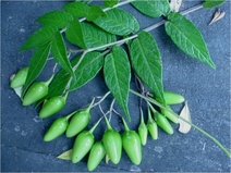 Papa silvestre Solanum longiconium-CR