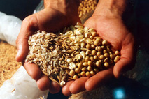 Granos y semillas