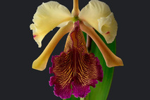 Catleya dowiana forma carmoniana