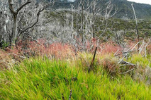 Vegetación cercana al Volcán Turrialba