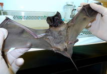 el descubrimiento evita que el país realice un uso irracional de recursos en erradicar una falsa fuente de infección, y se ponga en peligro el balance del ecosistema al eliminar uno de los principales animales polinizadores.