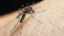 mosquito Aedes