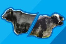 se subastarán razas especializadas para la producción de carne y leche (imagen jorge carvajal).