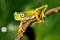 Anfibios