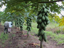 Plantación de papaya
