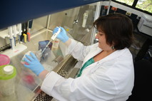 para la detección de la bacteria también se llevó a cabo una técnica llamada inmunoflorescencia. Éste método utiliza un reactivo que permite que las rickettsias se iluminen y se logren visualizar mejor por el microscopio. foto archivo odi-ucr.