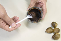 Spred de cacao y castaña