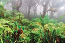 la universidad de costa rica ha aportado al conocimiento científico de la riqueza natural y de la conservación del parque nacional isla del coco (foto felipe lópez pozuelo).