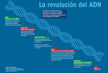 Infografía línea del tiempo sobre el ADN