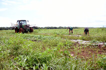 Campo agrícola