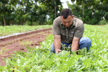 Agricultor sobre un cultivo