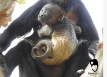 Mono aullador con su madre en Playa Ocotal, Guanacaste
