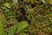 Bolitoglossa chirripoensis