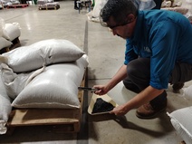 Investigador de la UCR revisando frijoles