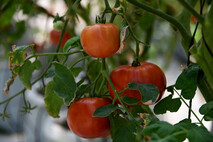 Tomate acorazado