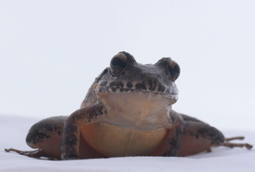 Rana neotropical