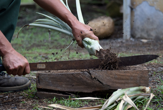 Cortando mata de piña