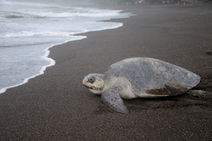 La playa de Ostional, en la costa pacífica costarricense, recibe casi todos los meses a miles de …
