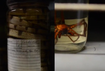 La Dra. Odalisca Breedy, directora del Museo de Zoología de la Universidad de Costa Rica, nos …