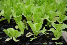 El Centro de Investigaciones Agronómicas (CIA) de la Universidad de Costa Rica (UCR) se unió a la …