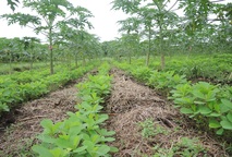 Especies de la familia del frijol como Vigna radiata y Crotalaria spectabilis prometen ser la …