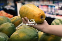 La papaya Pococí se ha posicionado como la principal variedad de esta fruta en Costa Rica. …